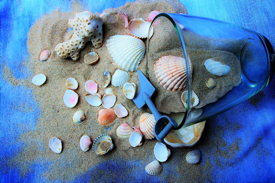 assorted, seashells, brown, sand, ocean, blue, holiday, shells, the tropical, crustaceans