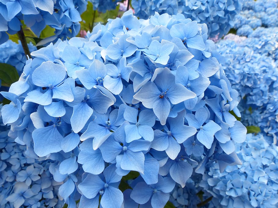 hydrangea, blue, flower, plant, summer, nature, flora, bloom, color, garden