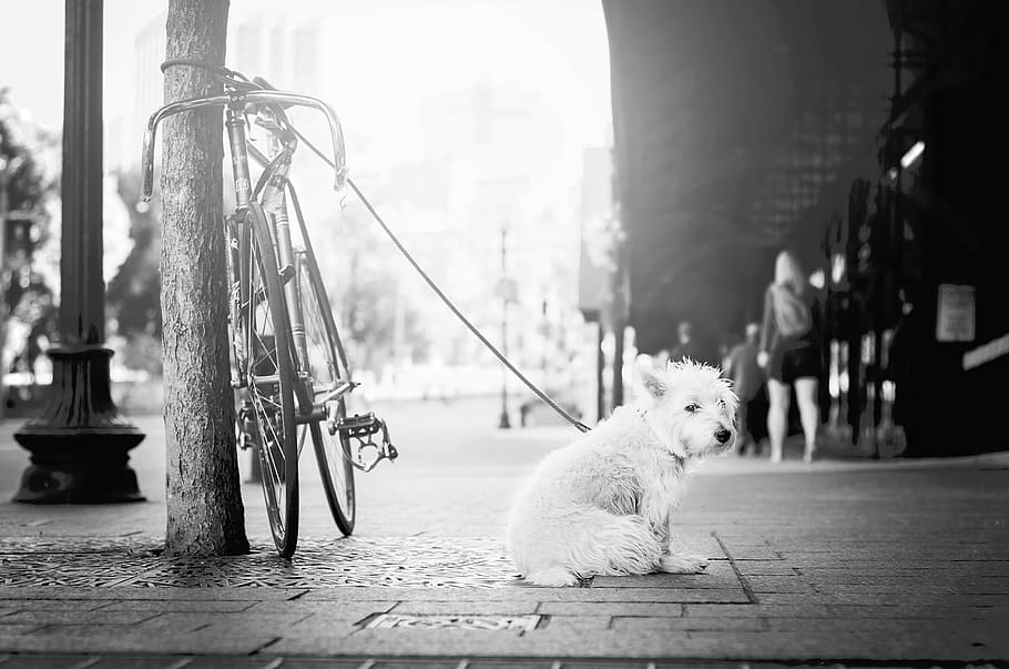 grayscale photography, white, dog, street, people, walking, animals, leash, monochrome, grayscale
