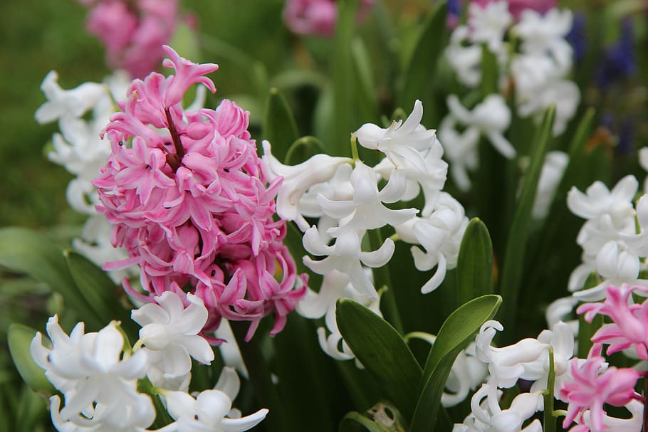 hyacinth, hyacinth pink, flowering, pink flowers, flowering plant, flower, plant, beauty in nature, freshness, vulnerability