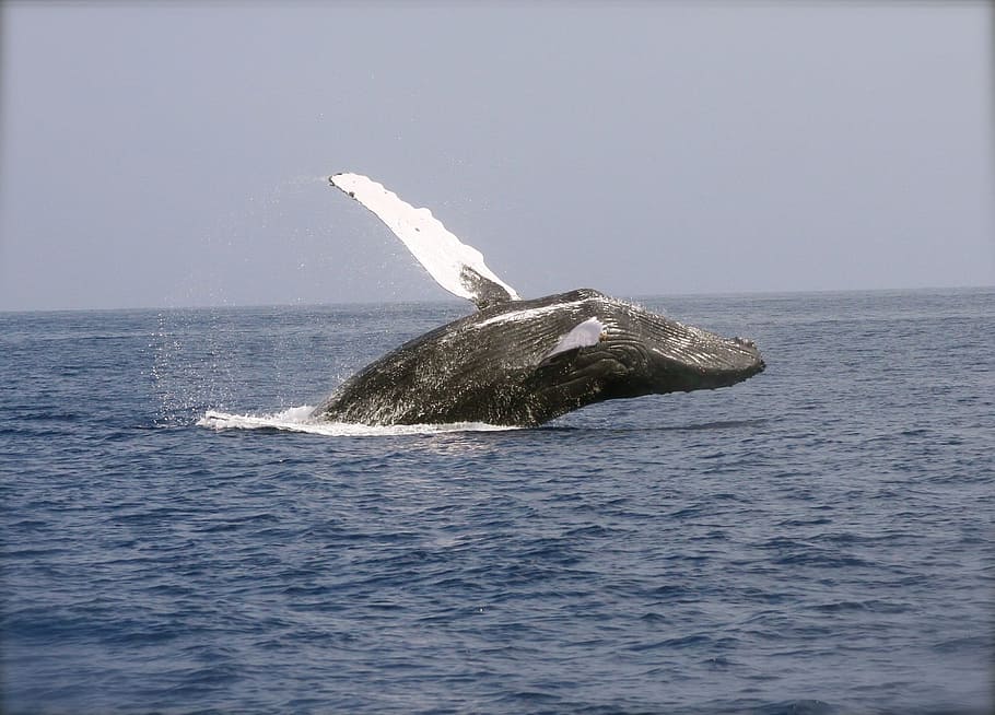 hump, back, whale jumps, sea, whale, breaching, ocean, mammal, marine, humpback