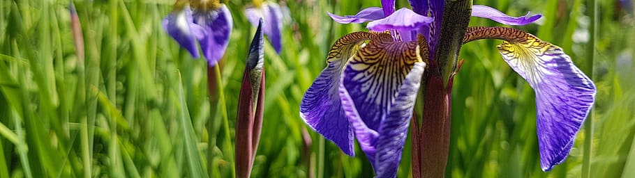 Wallpaper, Dual Screen, Iris, Meadow, spring flower, beautiful, purple, plant, spring, nature
