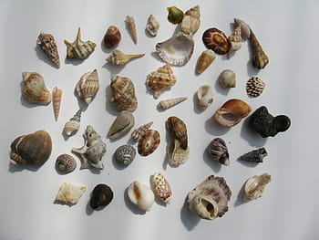 mussels-marine-gastropods-water-snail-molluscs-royalty-free-thumbnail.jpg