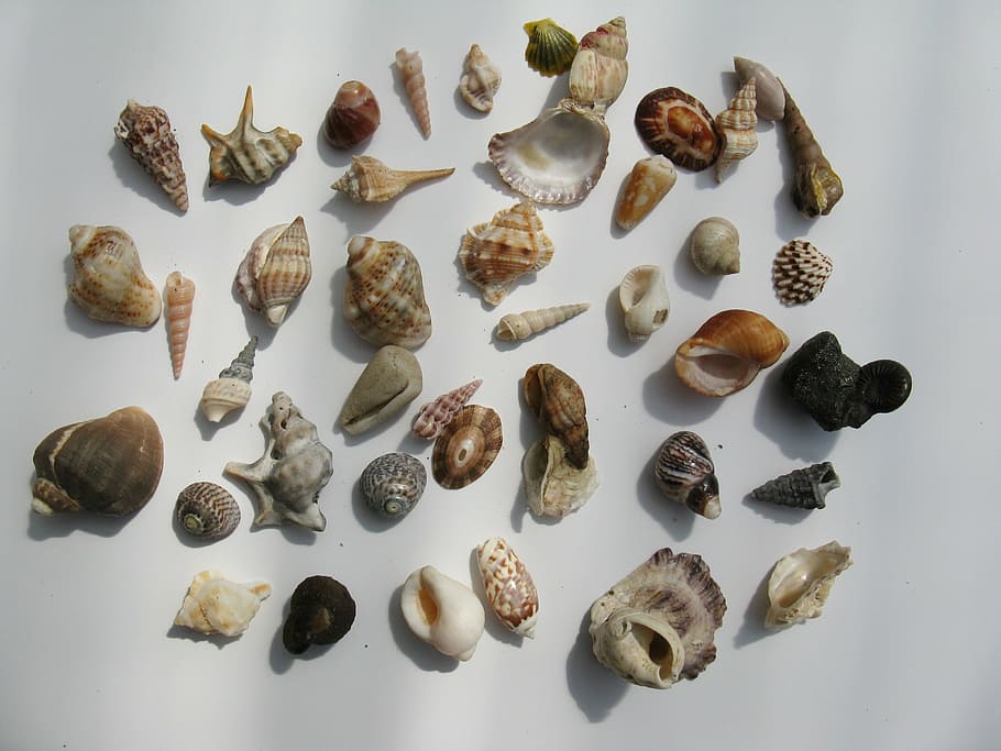 conchas do mar de cores sortidas, mexilhões, gastrópodes marinhos, caracol de água, moluscos, habitação, mar, madrepérola, concha, concha do mar