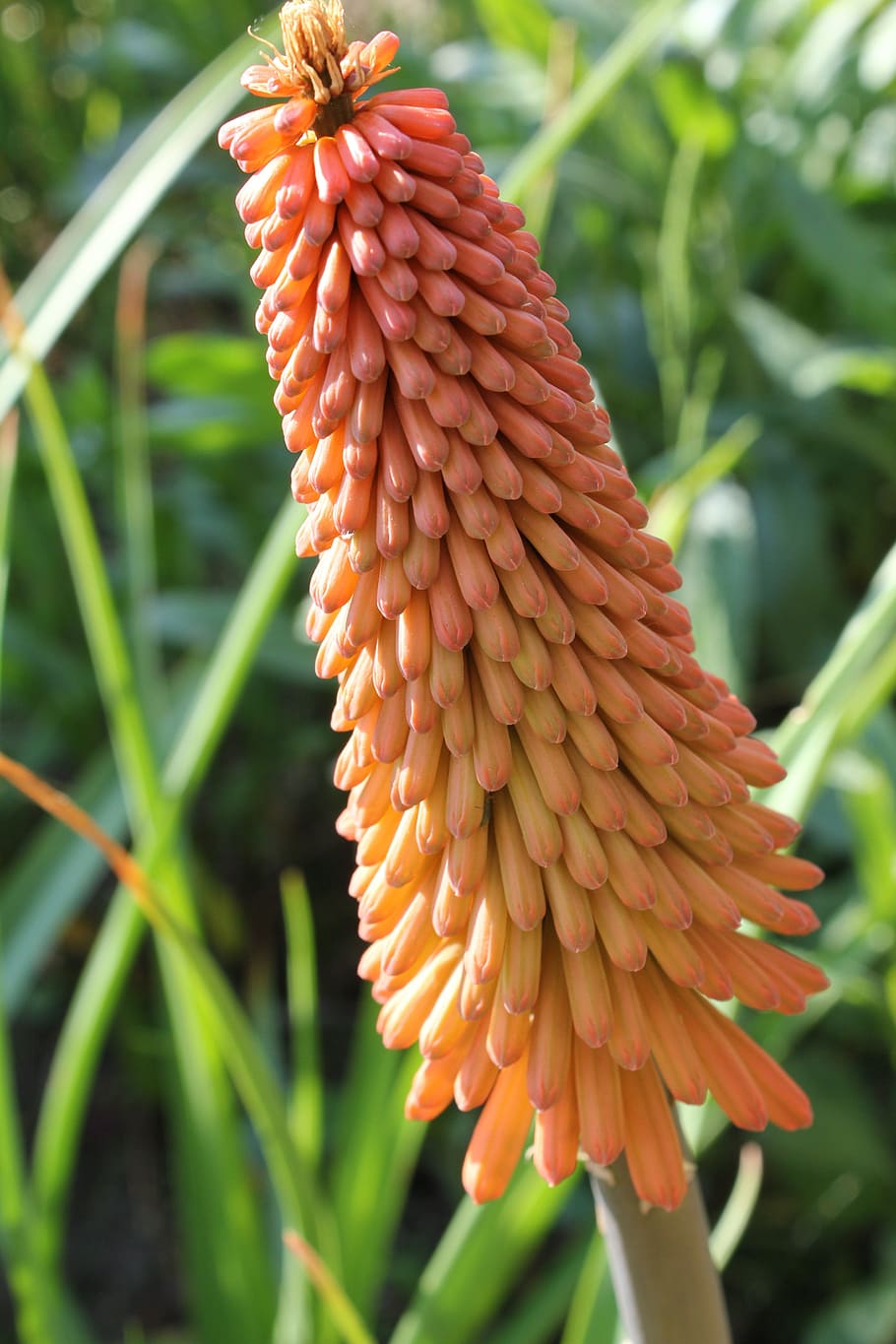 Kniphofia, Red Hot Poker, Flower, Plant, garden, flora, nature, perennial, torch lily, african lily