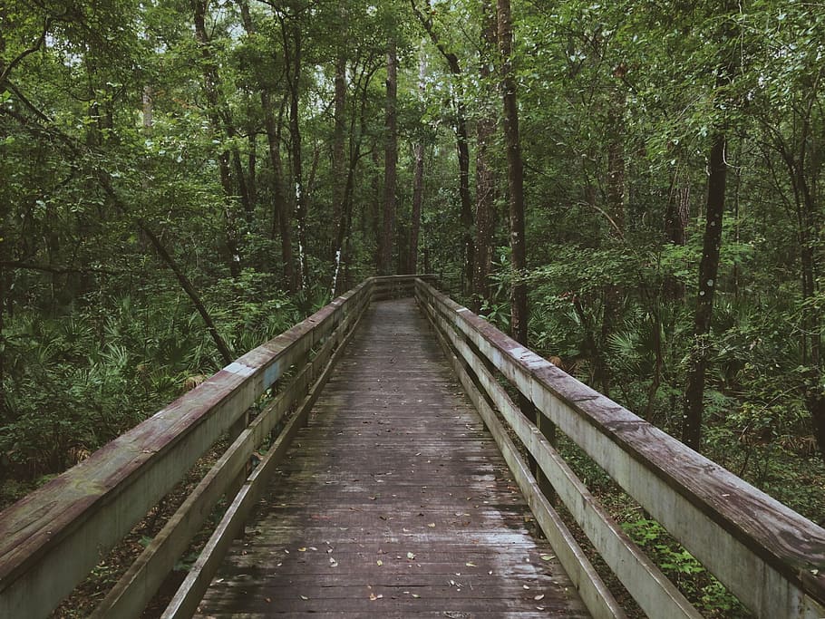 wooden, pathway, leading, forest, white, bridge, green, trees, woods, adventure