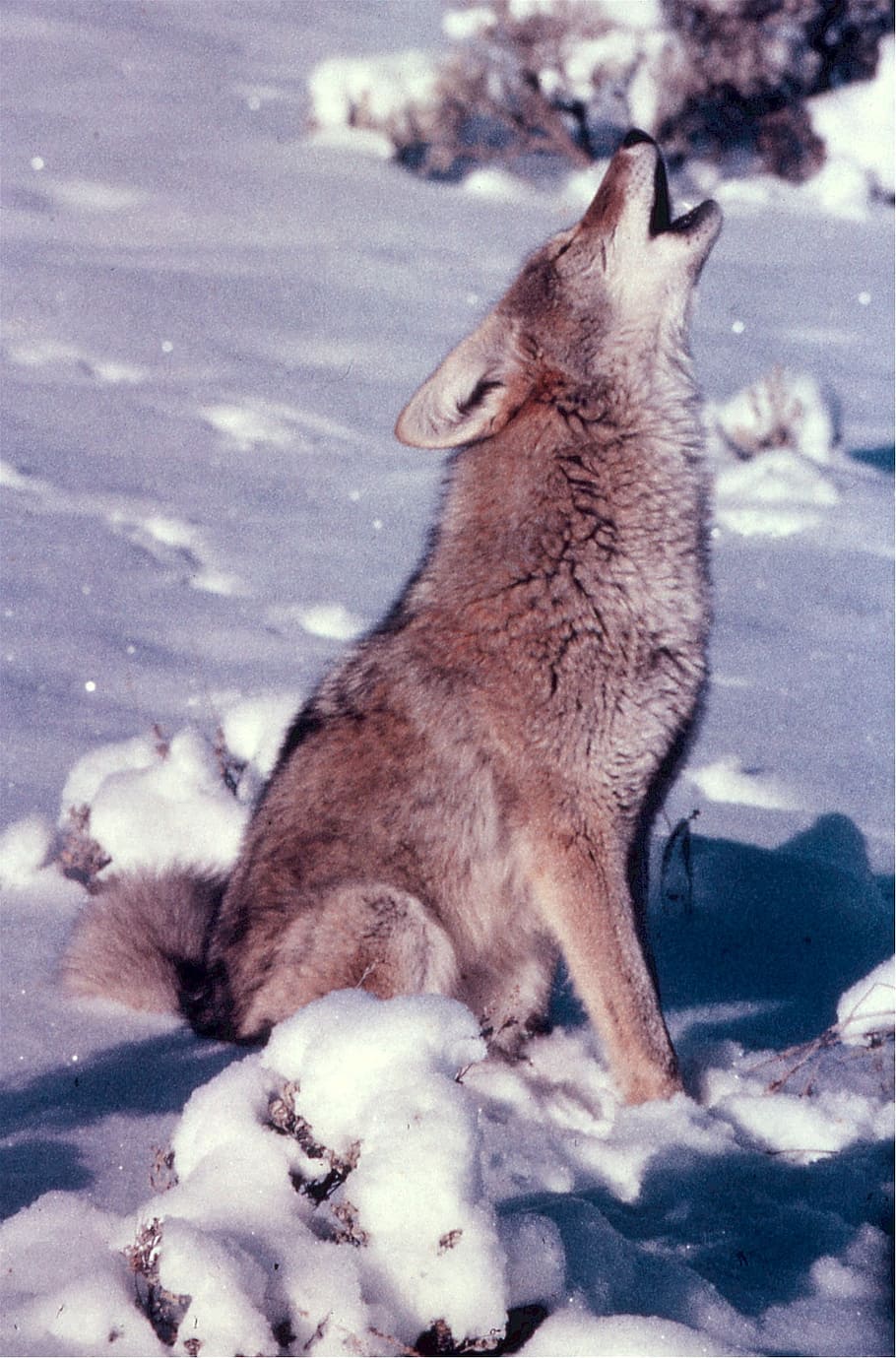 lobo marrom uivando, coiote, uivando, neve, animais selvagens, canídeo, predador, mamífero, peles, américa do norte