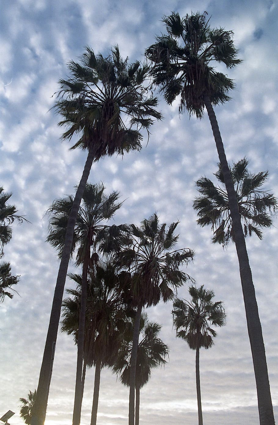 palm, trees, sky, clouds, sunshine, beach, landscape, nature, california, natural