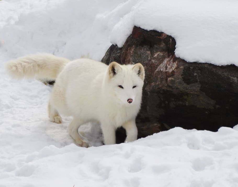 snow fox, arctic, fox, animal, mammal, wild, wilderness, winter, snow, forest