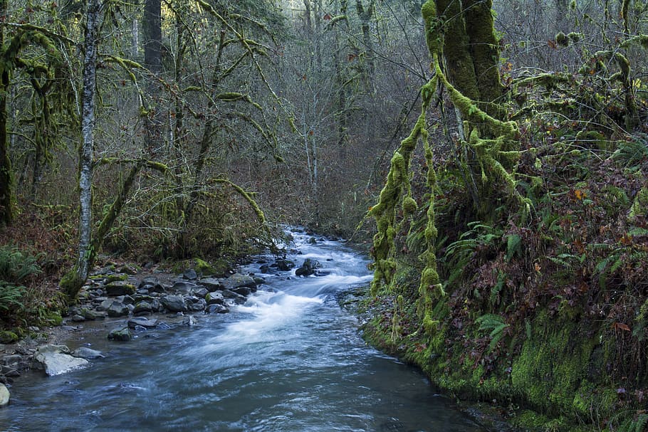 オレゴン州クリークのマクダウェル, 木々の間を流れる水, 木, 森, 植物, 水, 流れる水, 自然の美しさ, 土地, 動き