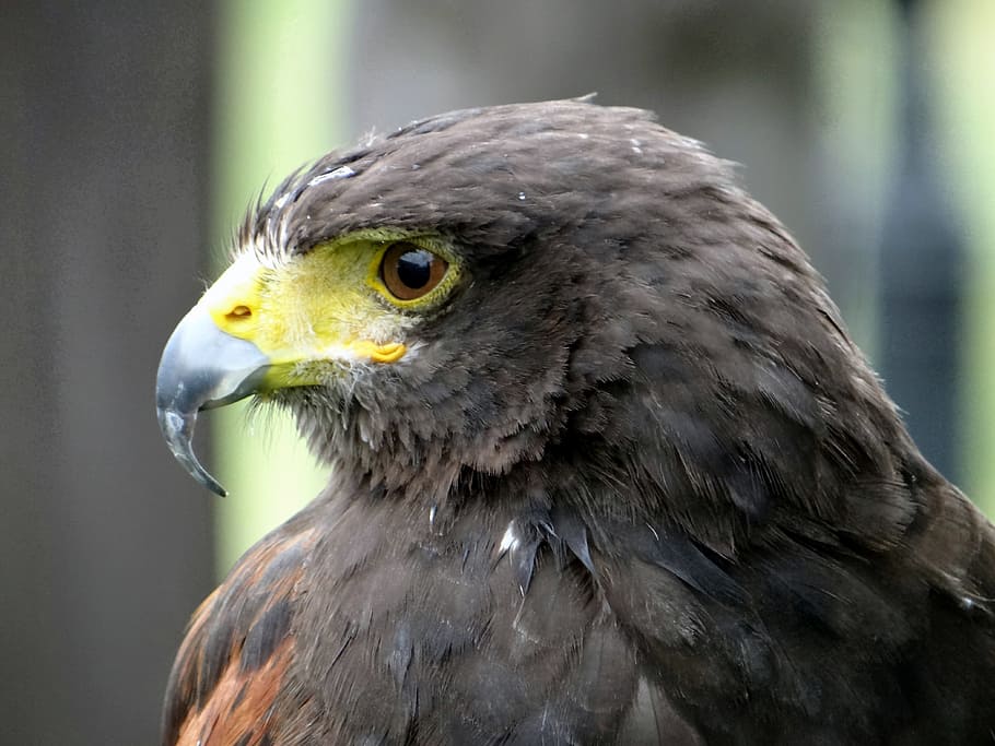 hawk, claws, beak, bird of prey, eyes, wisdom, predator, nature, animal, bondage