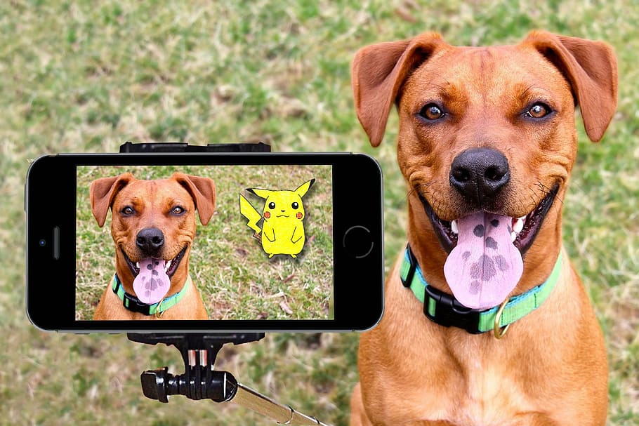 short-coat, brown, dog, displaying, camera, pokemon, pikachu, selfie, happy, outdoor