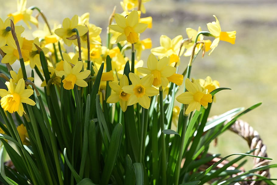 close-up photography, yellow, petaled flower, daffodils, spring flowers, spring, flowers, yellow flowers, plant, flower