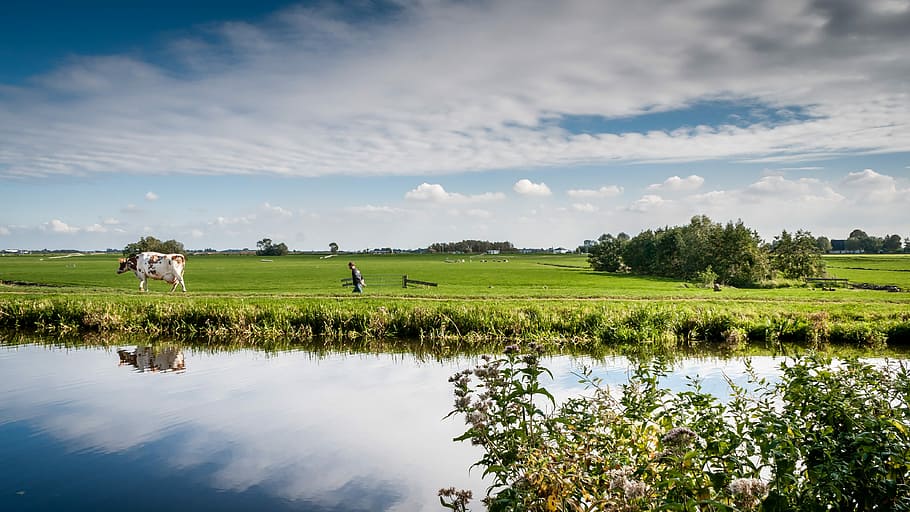 man, cattle, body, water, daytime, Farmer, Cow, Grass, Netherlands, dutch landscape
