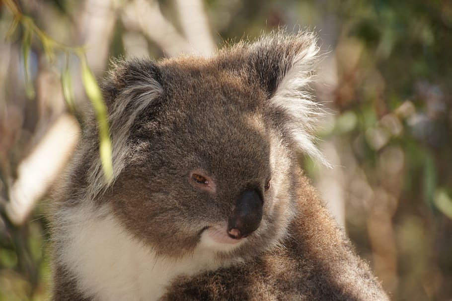 coala, austrália, urso coala, preguiçoso, descanso, animal, conservação da natureza, ilha philip, ronronar, fofinho