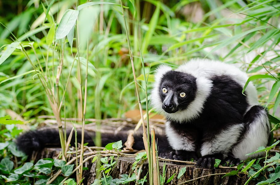 Lemur, Black, White, Ruffed, Portrait, black, white, forest, fur, looking, eyes
