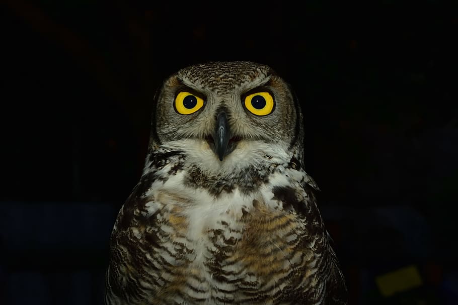 close-up photo, brown, white, barn owl, owl, raptor, eyes, yellow, levigliani, colors