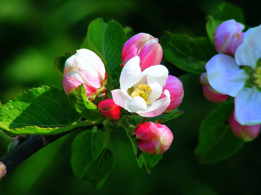 apple blossom, pink, red, blossom, bloom, spring, tree, apple tree, branch, beautiful