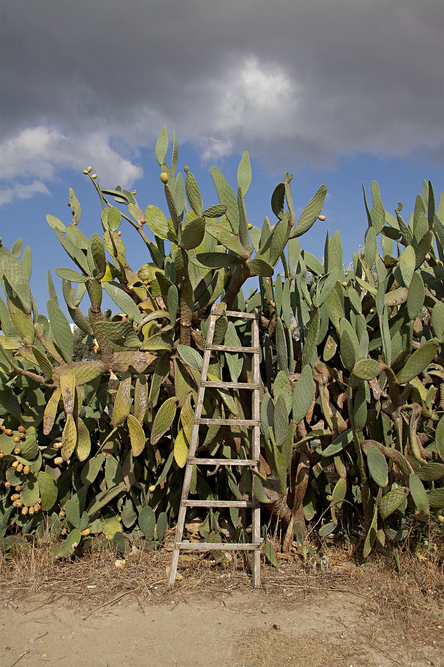 cactus, prickly pear, head, warm, heiss, landscape, cyprus, heat, dry, growth