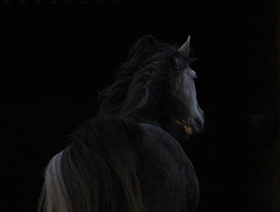 cavalo, enfrentando, para trás, área iluminada, área, árabe, contra o dia, noite, escuro, juba