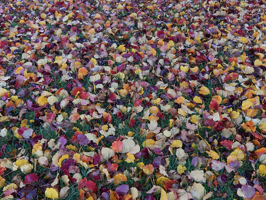 hojas, otoño, fondo de hojas de otoño, hojas de otoño, temporada, naranja, naturaleza, amarillo, hoja, rojo