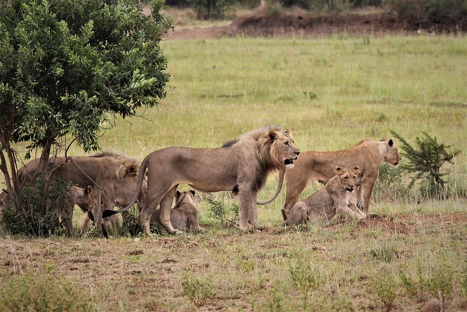 pride, lion, king, stare, eyes, teeth, royal, south, africa, wildlife