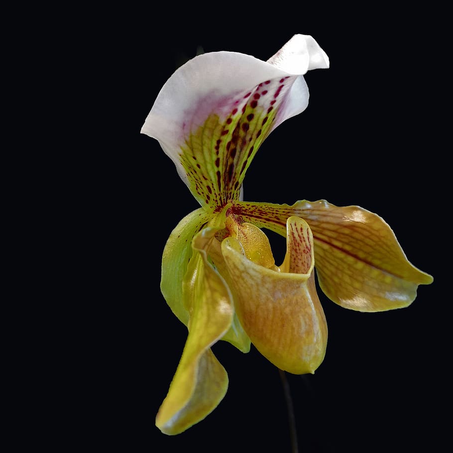 Орхидея цветок Пафиопедилум