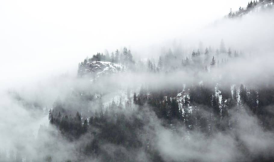 mist, misty, fog, foggy, nature, trees, morning, landscape, mountains, mountain