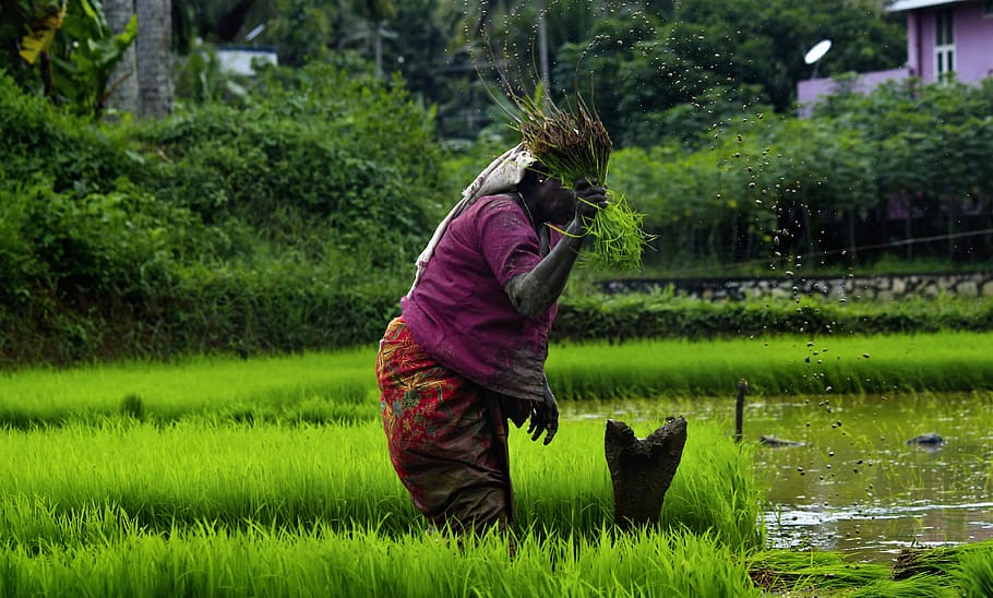kerala, outdoor, cultivating, india, green, farmland, life, people, agriculture, countryside
