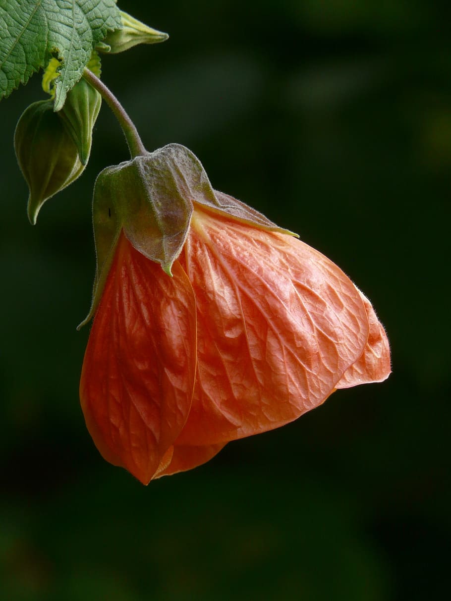 laranja, flor de lanterna chinesa, flor, vermelho, malva, planta ornamental, depende, lâmina de folha, folheto nervoso, semi arbusto