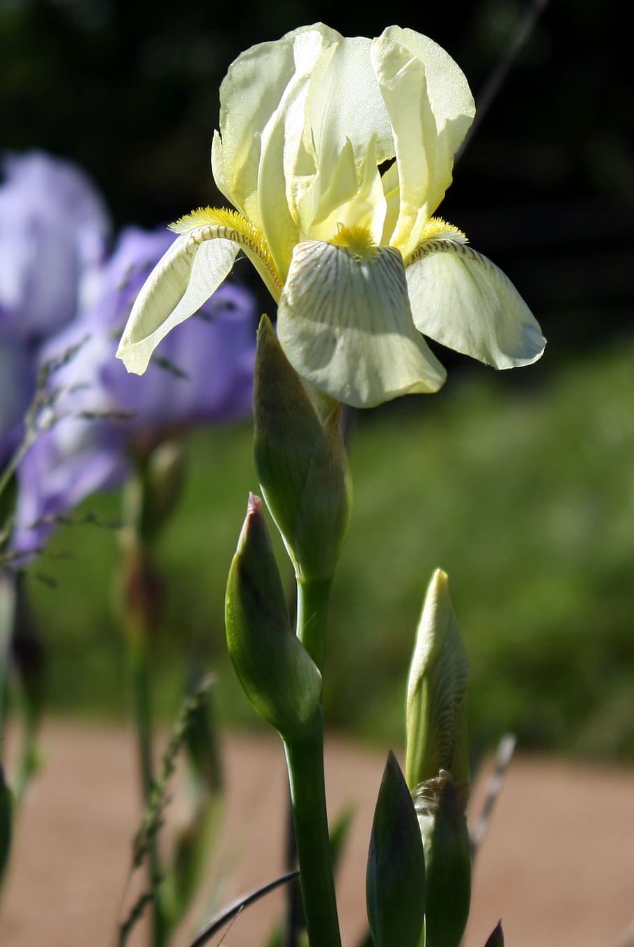 iris, floral, flower, flowering plant, plant, growth, beauty in nature, fragility, vulnerability, petal