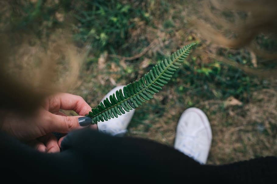 fern, green, leaf, blur, outdoor, travel, human hand, one person, human body part, hand