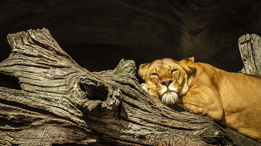 lioness, lying, dried, gray, log, panthera leo, lion, female, zoo, hagenbeck