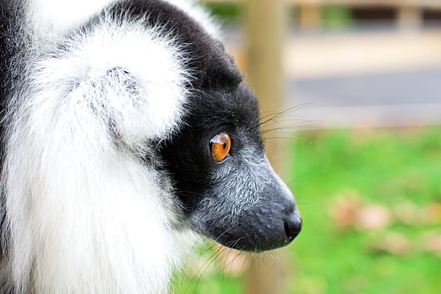 black and white ruffed lemur, face, primate, madagascar, wildlife, fur, nature, rainforest, mammal, head