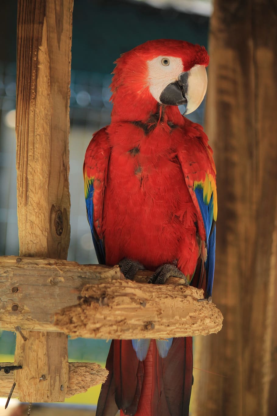 macaw, ave, bird, parrot, animal, tropical bird, exotic bird, animals, nature, zoo