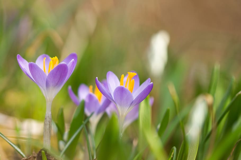 春の花, 開花植物, 花, 植物, 鮮度, 自然の美しさ, 脆弱性, 紫, アイリス, 成長
