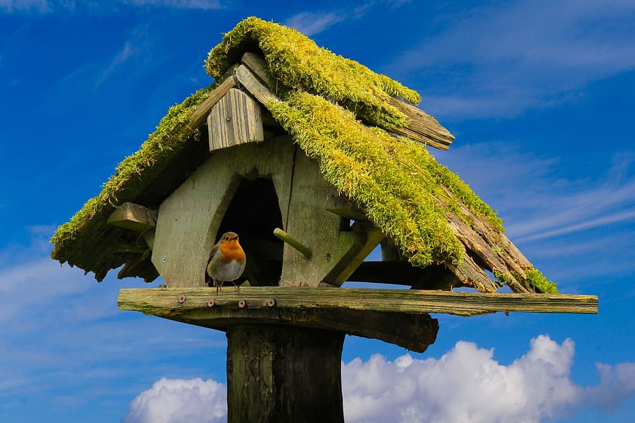 european robin, perched, grey, wooden, birdhouse, nature, sky, aviary, animals, bird