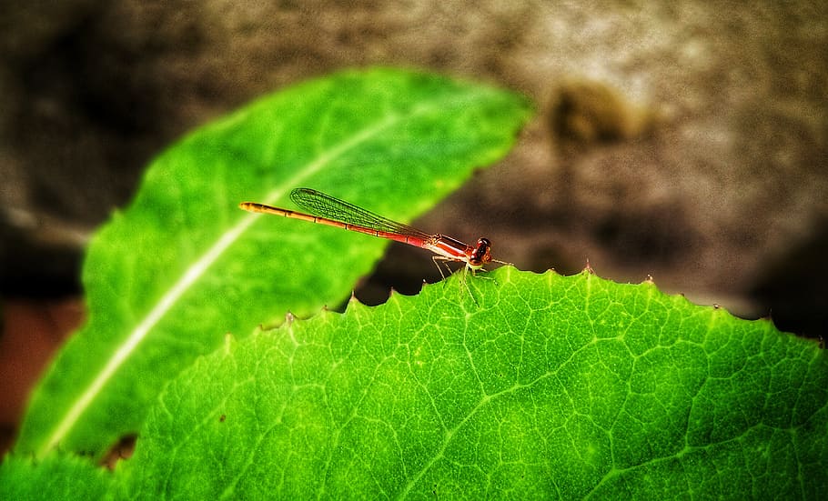 dragonfly, insect, summer, garden, leaf, green, bright, colourful, wings, orange