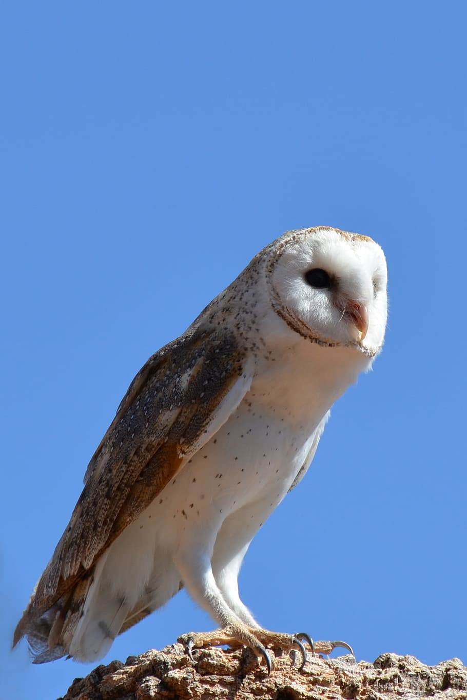 Barn Owl, Bird, Wildlife, owl, animal, nature, animals In The Wild, looking, one Animal, animals And Pets