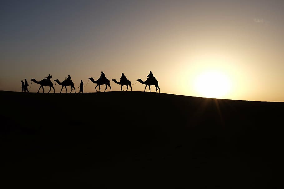 five, person, riding, camels silhouette, golden, hour, camels, sunrise, travel, desert
