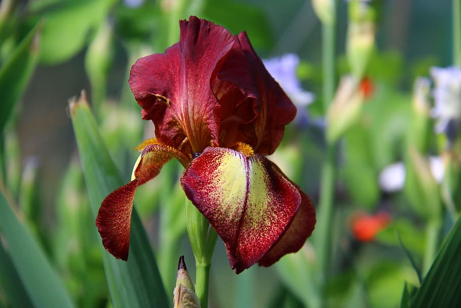 red, petaled flower, closeup, photography, iris, burgundy flowers, garden, nature, plant, flower