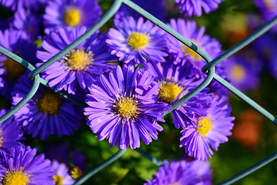 selektif, fokus fotografi, ungu, bunga petaled, herbstastern, bunga musim gugur, taman, mekar, aster, biru