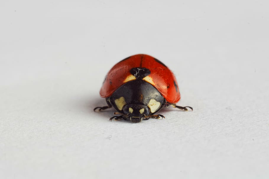 macro photography, red, ladybird beetle, spotted, ladybug, insect, ladybird, animals, animal themes, animals in the wild