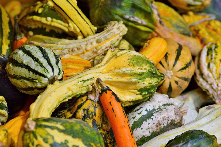calabaza, fruta, naranja, otoño, cucurbita maxima, elegir, grande, enorme, alimentos, verduras