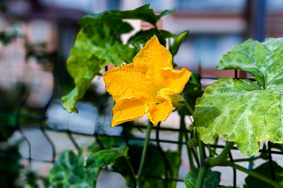 flower, squash blossoms, yellow, summer, vegetable, orange, insect, beauty, leaves, green