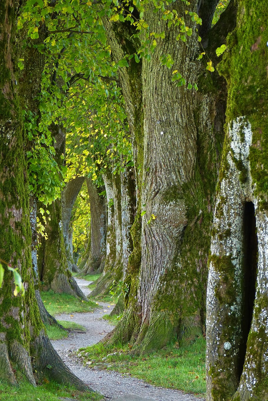 gray, pathway, trees, old, avenue, nature, log, forest, away, swinging