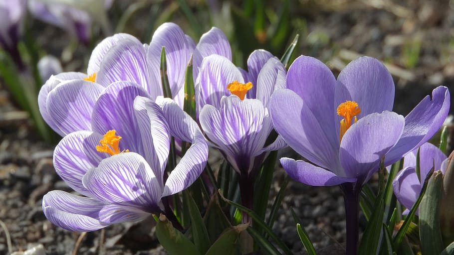 saffron, crocus, purple flowers, flowering šafrány, spring flowers, spring aspect, early spring, flowering plant, flower, plant