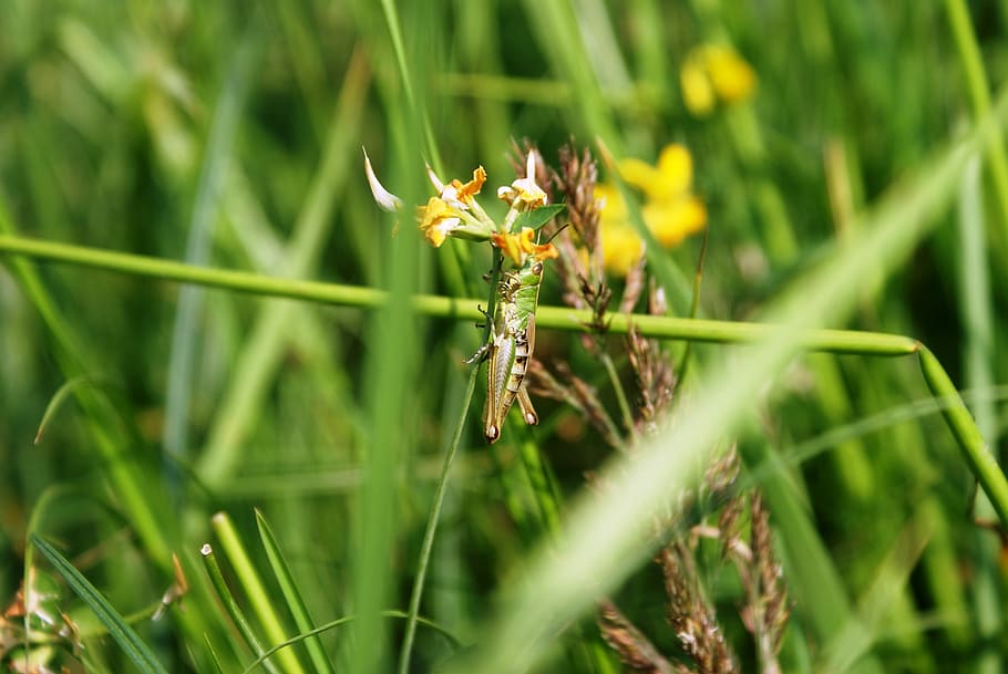 tettigonia viridissima, grasshopper, Tettigonia Viridissima, Grasshopper, insect, green, grass, prey, plants, meadow grass, one animal