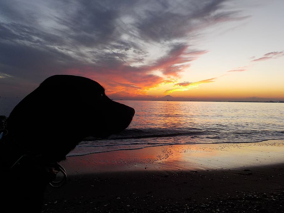 perro, labrador retriever, puesta de sol, mar, ola, al atardecer, playa, cielo, agua, belleza en la naturaleza