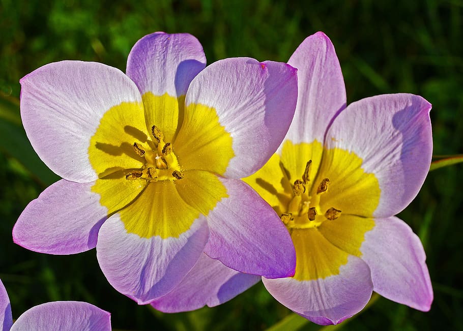 wild tulips, flowers, flower, nature, petal, garden, plant, grass surface, yellow, flowering plant